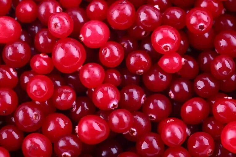 Морс брусника малина. 78 у морошки клюквы и брусники. Vaccinium vitis-idaea. Брусника фото. Брусника много.