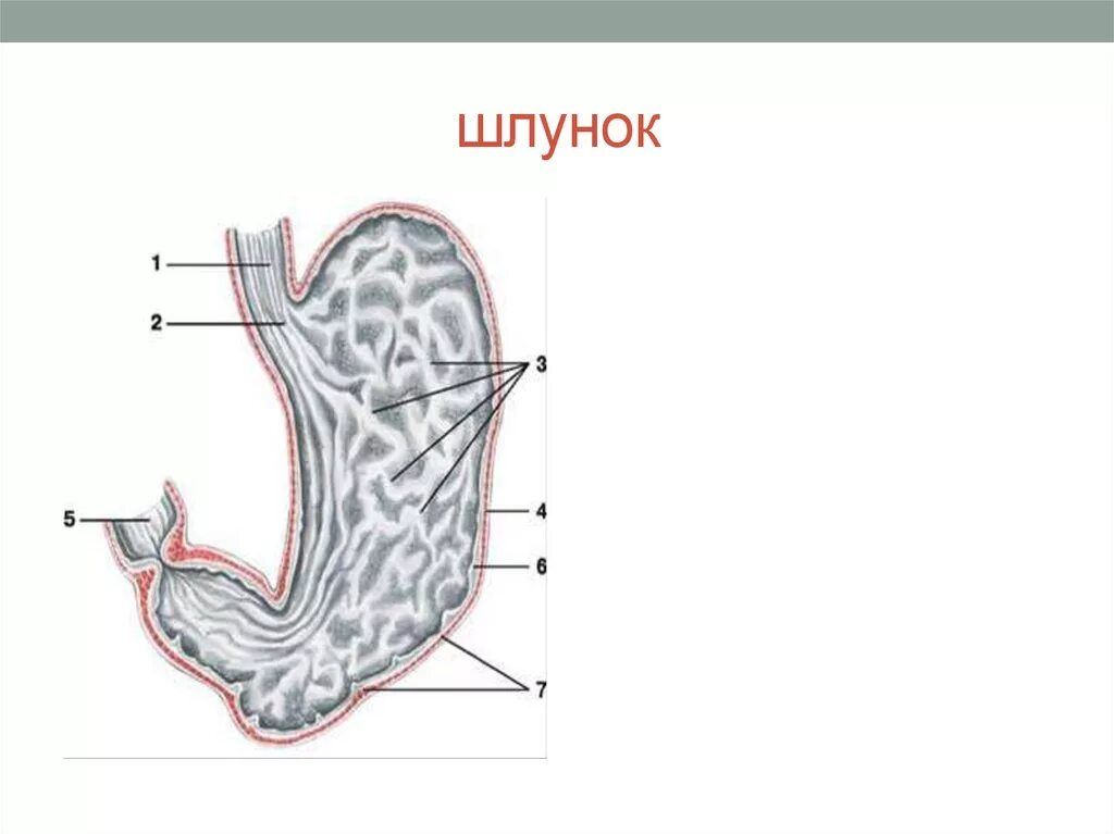 Слизистая желудка состоит. Слизистая оболочка желудка строение. Строение желудка оболочки. Анатомия слизистой оболочки желудка. Слизистая оболочка желудка анатомия.