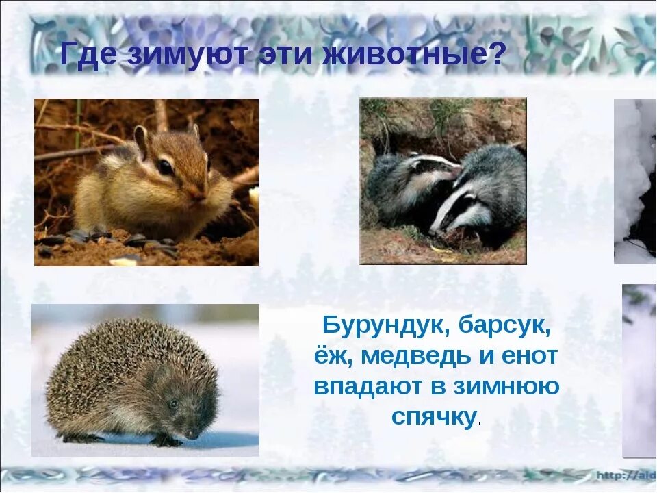 Барсук и бурундук. Животные впадающие в спячку. животные которые спят зимой. животные впадающие в спячку зимой. бурундук впадает в спячку зимой.