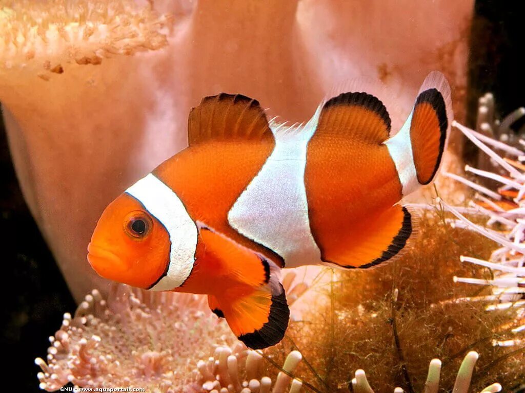 Друг рыбы клоуна. Рыба клоун оцеллярис. Рыба-клоун амфиприон оцеллярис. Амфиприон клоун. Анемоновая рыбка клоун.