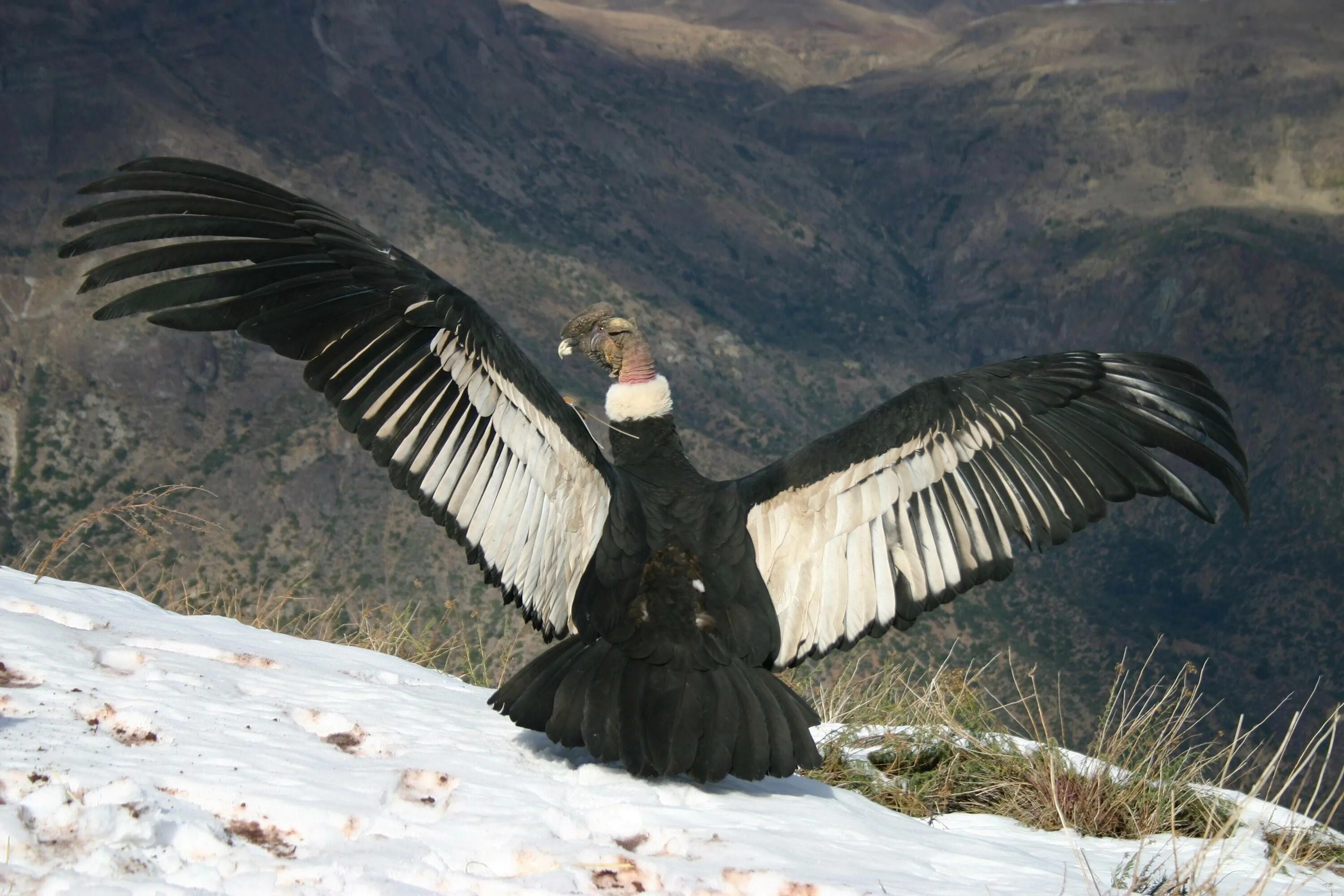Condor