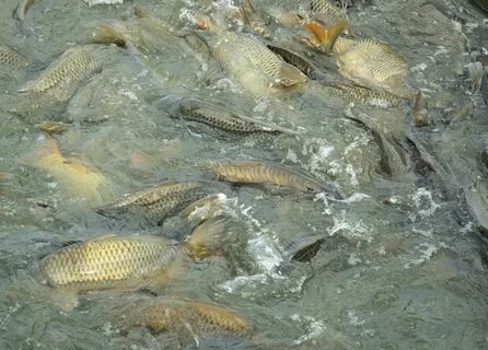 Никки Познер жалаңаш