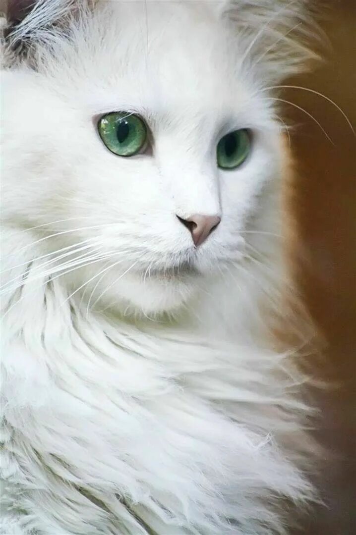 Белые кошечки картинки. Турецкая ангора белая. Сибирская ангорская кошка. Ван кедиси. Турецкая ангора вислоухая.