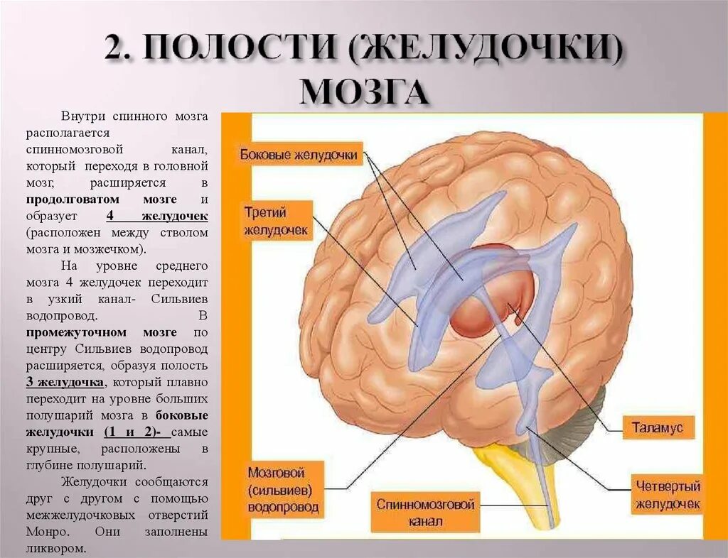 Средний мозг желудочек