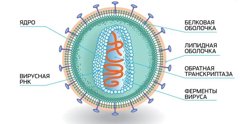 РНК содержащие вирусы строение. Ретровирусы строение вириона. Ретровирус строение вируса. Строение вирусной частицы вириона.