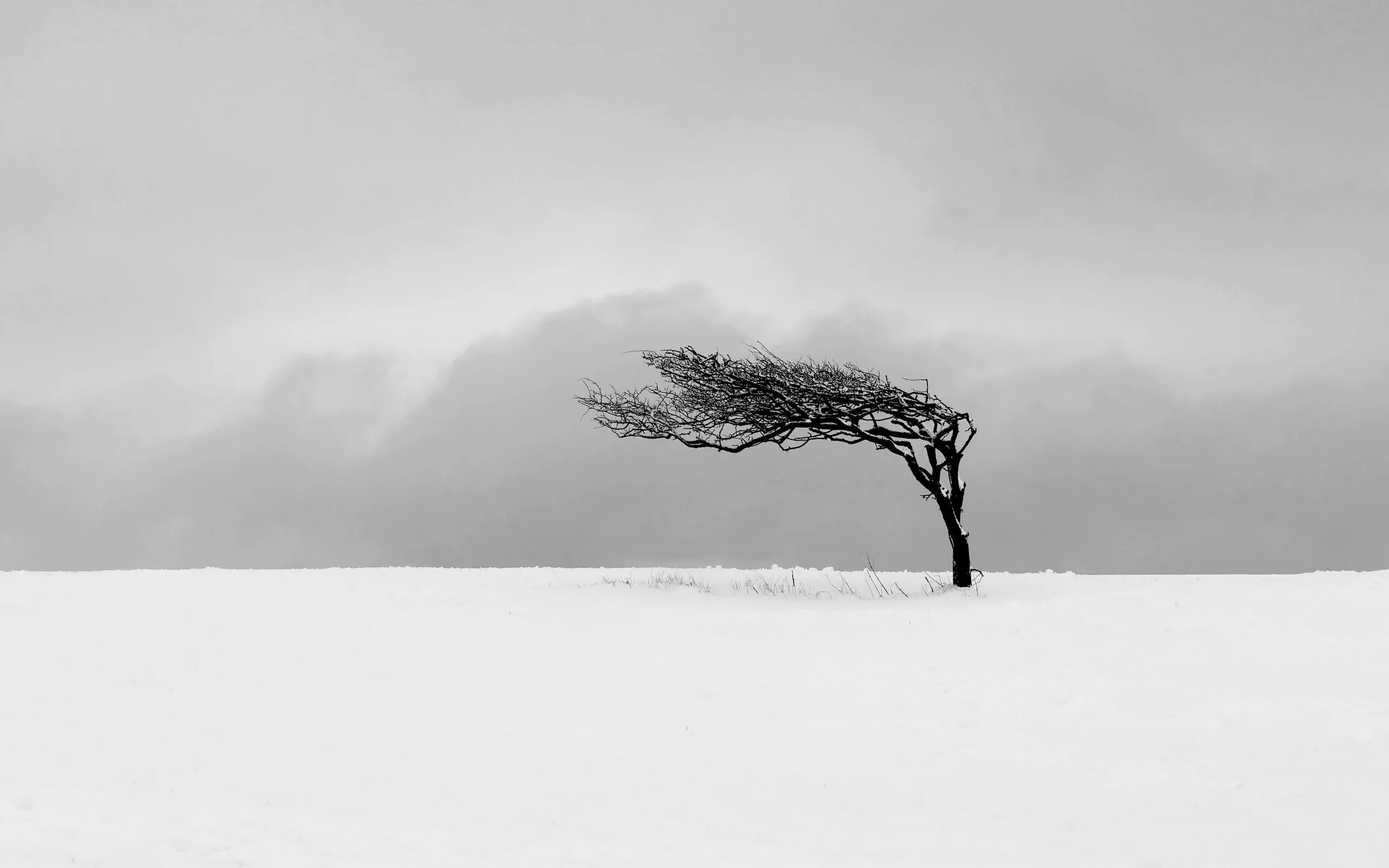 Пейзажи в стиле Минимализм. Деревья в снегу. Дерево на ветру. Лаконичный пейзаж.