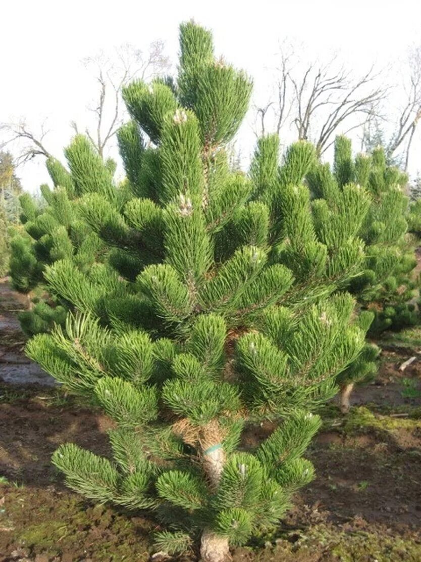 Pinus nigra Oregon Green. Сосна черная Oregon Green. Сосна черная Орегон Грис. Сосна Горная Орегон Грин.