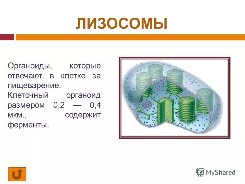 Органоиды клетки содержащие ферменты. Пищеварение клетки. В клетки отвечают.