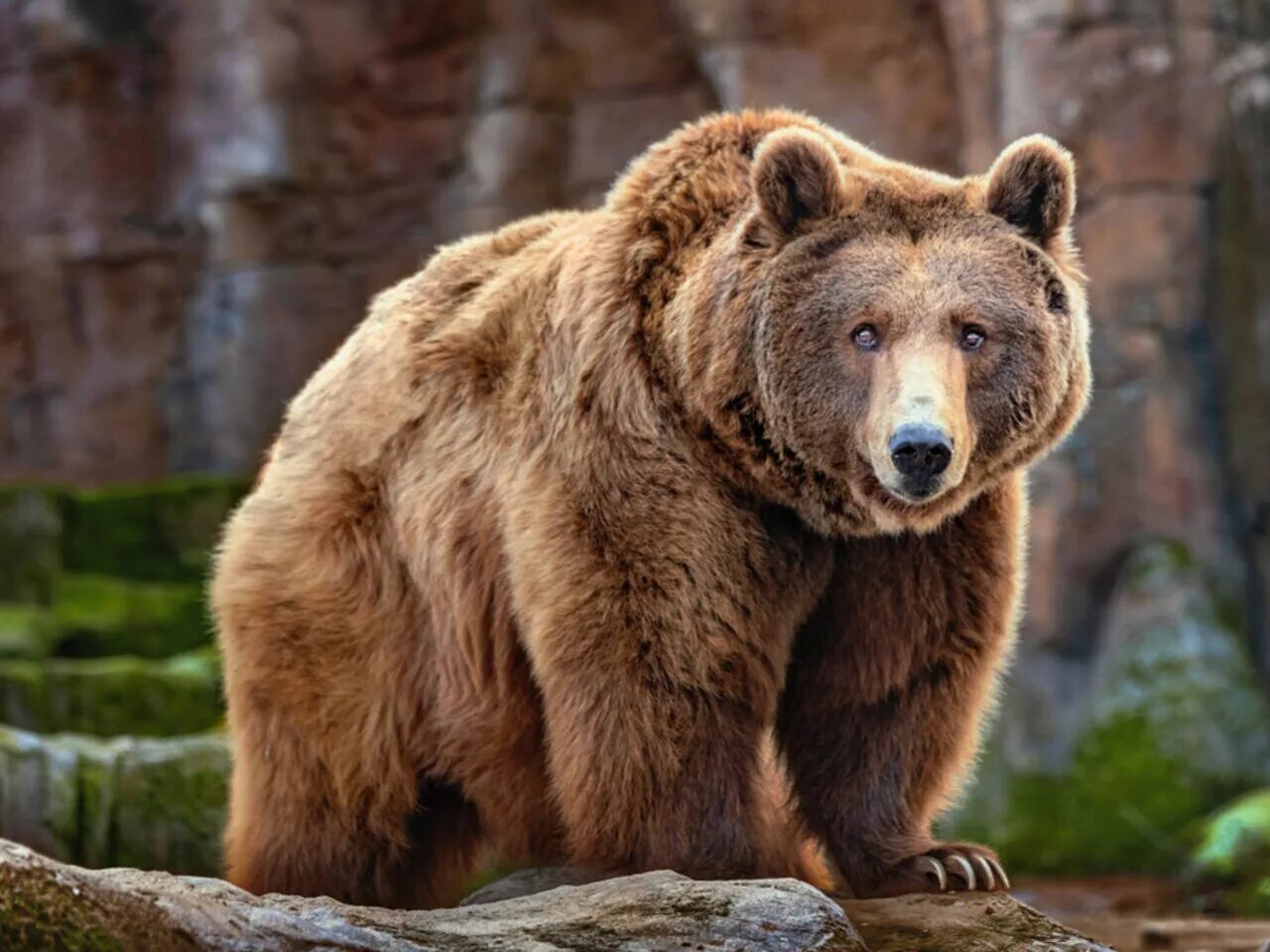 Медведи 06. Медведи Гризли Йеллоустоун. Бурый медведь Сахалин. Медведь Гризли. Американский медведь Гризли.