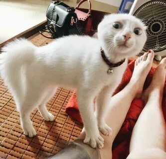 Смешные картинки с котами до слез
