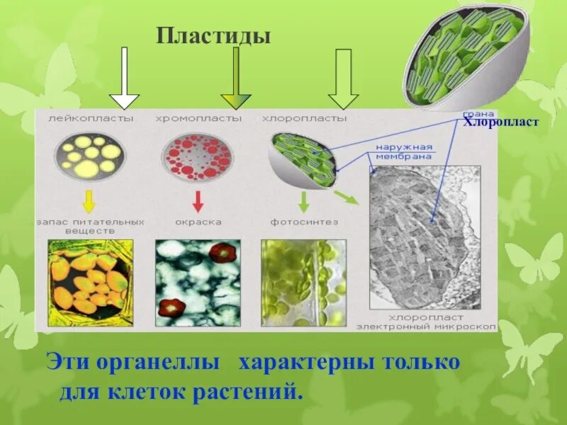 Хлоропласты в клетках грибов. Пластиды высших растений. Пластиды хлоропласты. Пластиды характерны для. Пластиды в клетках растений.