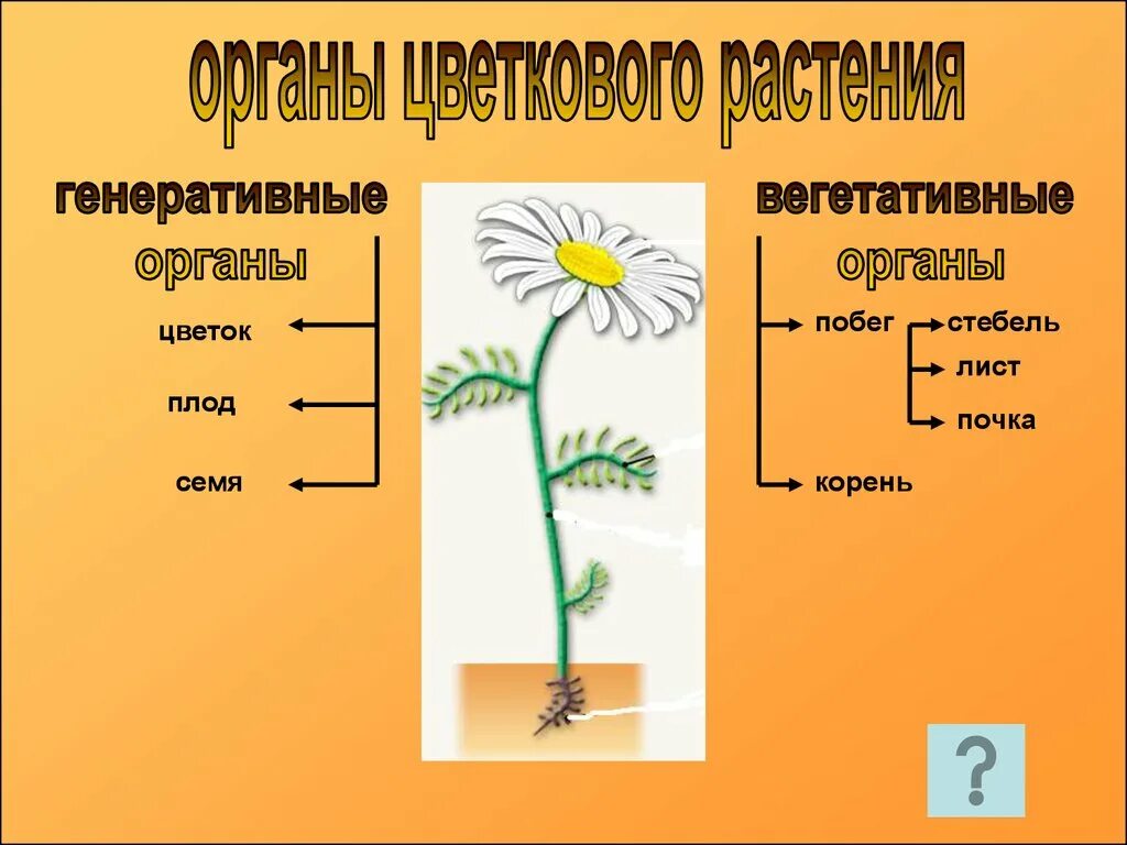 Вегетативные органы ромашки аптечной. Схема строения органов цветкового растения. Строение ромашки. Органы растения ромашки.