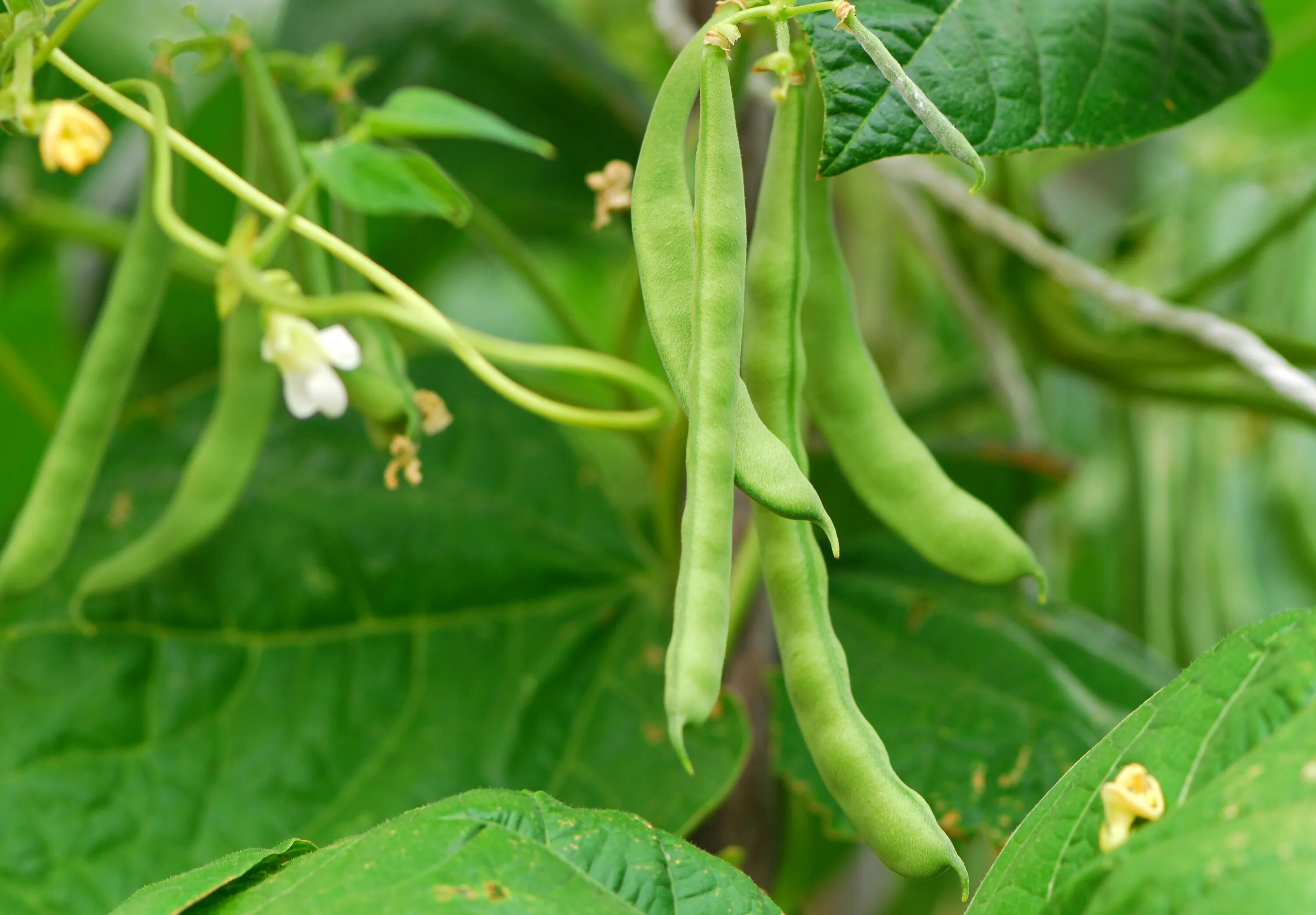 Фасоли Phaseolus vulgaris. Фасоль стручковая растение. Фасоль стручковая стебель. Соцветие фасоли обыкновенной. Горох обыкновенный