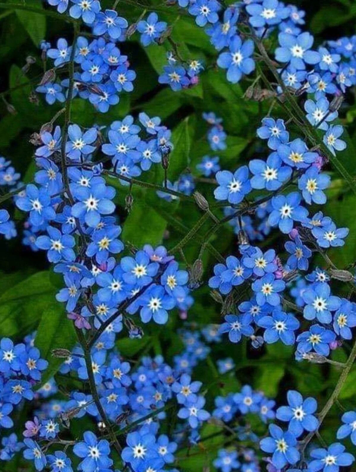 Цветы незабудки. Незабудки Лесные цветы. Мелкие синие цветы. Маленькие синие цветы.