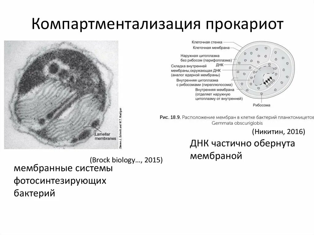 Компартментация объема клетки прокариот