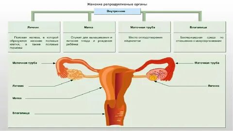 Репродукция женских половых клеток