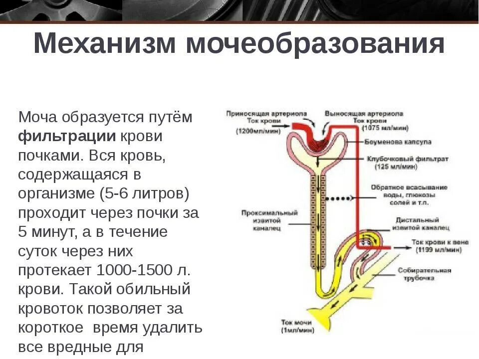 Мочевая система,механизм образования мочи. Механизм фильтрации крови в почках. Схема процесса мочеобразования. Фильтрация в процессе мочеобразования это.