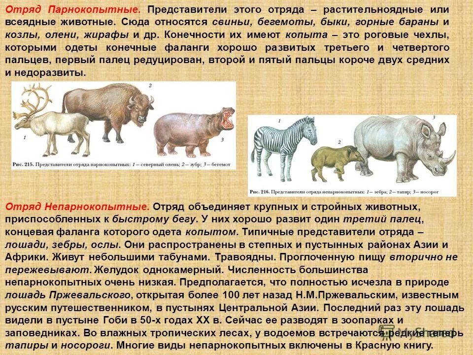 Отряд парнокопытные общая характеристика и представители. Представители отряда парнокопытные класса млекопитающие. Биология 7 класс отряды млекопитающих парнокопытные непарнокопытные. Отряд непарнокопытные представители. Высшие млекопитающие характеристика