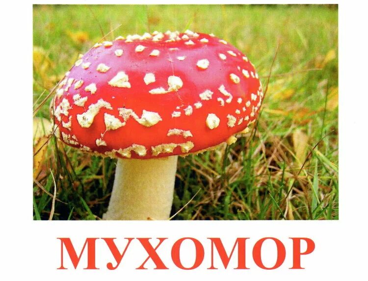 имя мухомору. имя мухомору. несъедобные грибы пермского края. ядовитые грибы – поганка, мухомор. мухомор пантерный и мухомор.