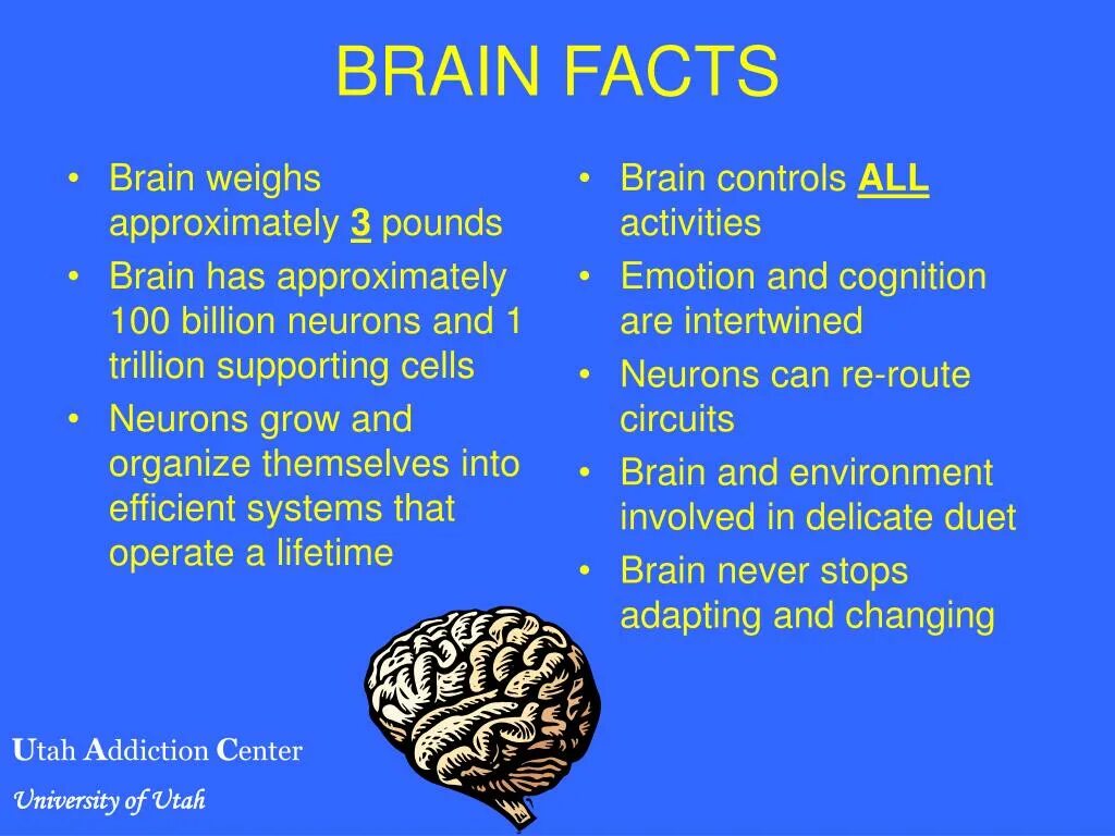 Capability of human brain. Interesting facts about Human Brain. Facts about the Human Brain. About the Brain. Amazing Brain.