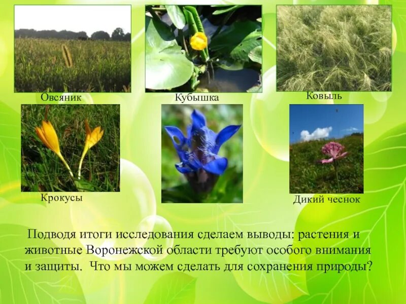 Горечавка лёгочная. Растительный мир воронежского заповедника. Растительность воронежского края. Растительный мир края воронежская область. Растительность воронежского края.