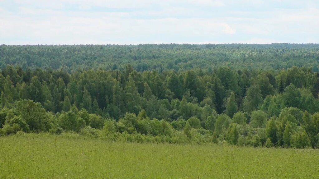 Лесной участок. Земельный участок с лесом. Нестеровское озеро. Сосновый лес солотча. Лес в задонском районе.