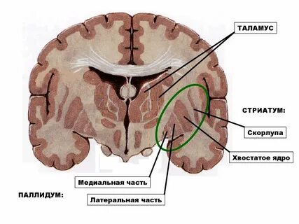 Что такое путамен 8 букв