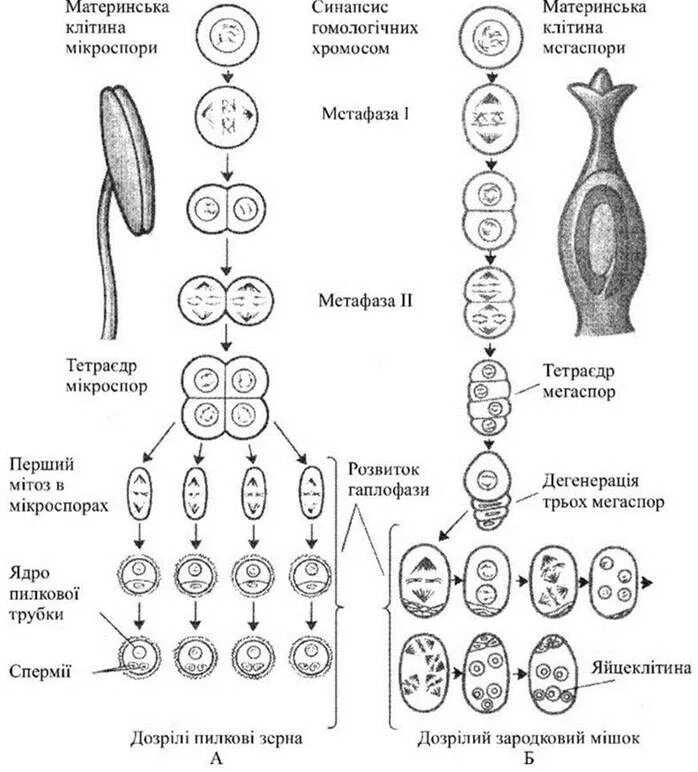 Макроспора образуется в результате. Схема спорогенеза и гаметогенеза у растений. Спорогенез и гаметогенез у цветковых растений. Гаметогенез у цветковых растений схема. Схема спорогенеза и гаметогенеза у покрытосеменных.