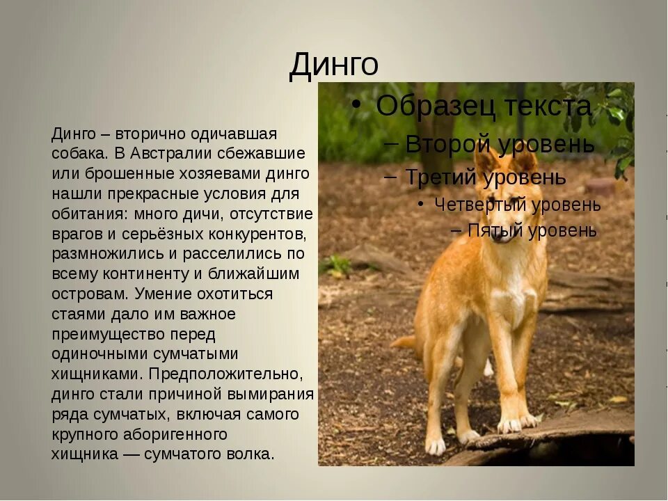 Динго животное Австралии. Динго австралийские собаки они отличаются. Австралийская собака Динго. Собака Динго в Австралии доклад. Дикая собака что делать