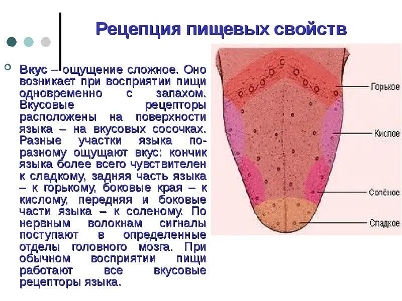 Кончик языка рецептор. Вкусовые рецепторы ротовой полости. рецепторы языка человека схема. схема расположения вкусовых рецепторов на языке. вкусовые рецепторы на языке человека.