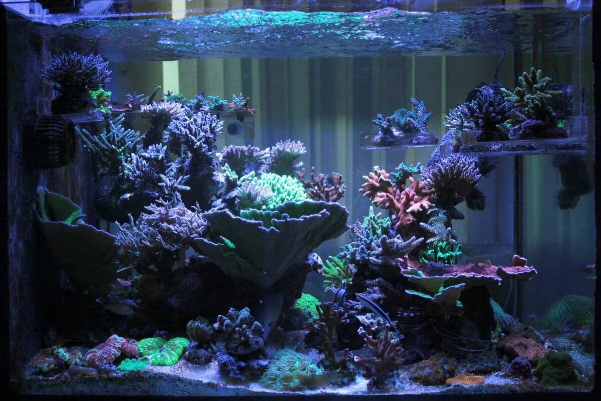 Аквариум aquarium. Аквариум. Морской аквариум. Красивый аквариум с рыбками и растениями. Дизайнерский аквариум.