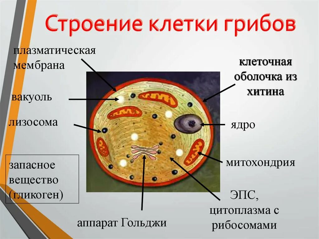 Грибные клетки покрыты снаружи клеточными