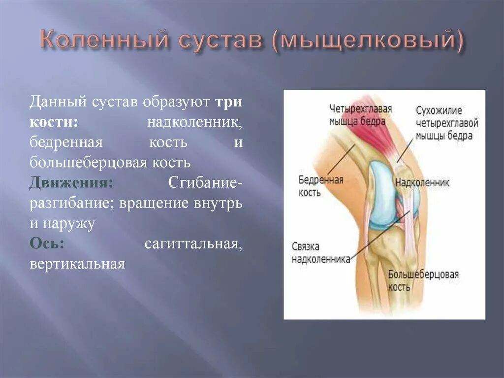 Коленный сустав строение и функции анатомия. Суставные поверхности коленного сустава. Кости образующие коленный сустав. Функции коленного сустава человека анатомия. Функции движения суставов