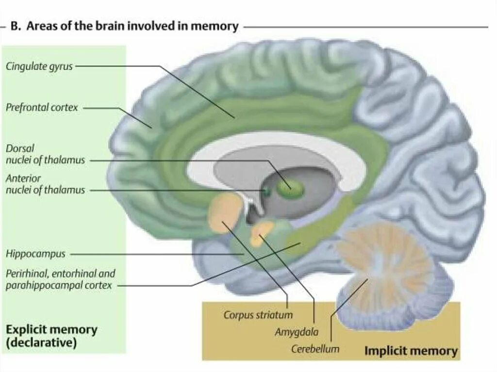 Отделы головного мозга отвечающие за память. Структуры мозга участвующие в процессах памяти. Структуры головного мозга отвечающие за память. Зона памяти в головном мозге. Память в каком отделе мозга