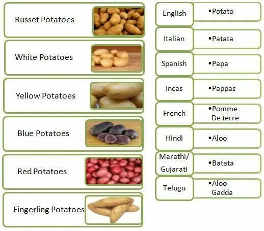 Как правильно a potato или some. Types of potato. How many how much potatoes. Milk much a lot of. Potatoes is или are.