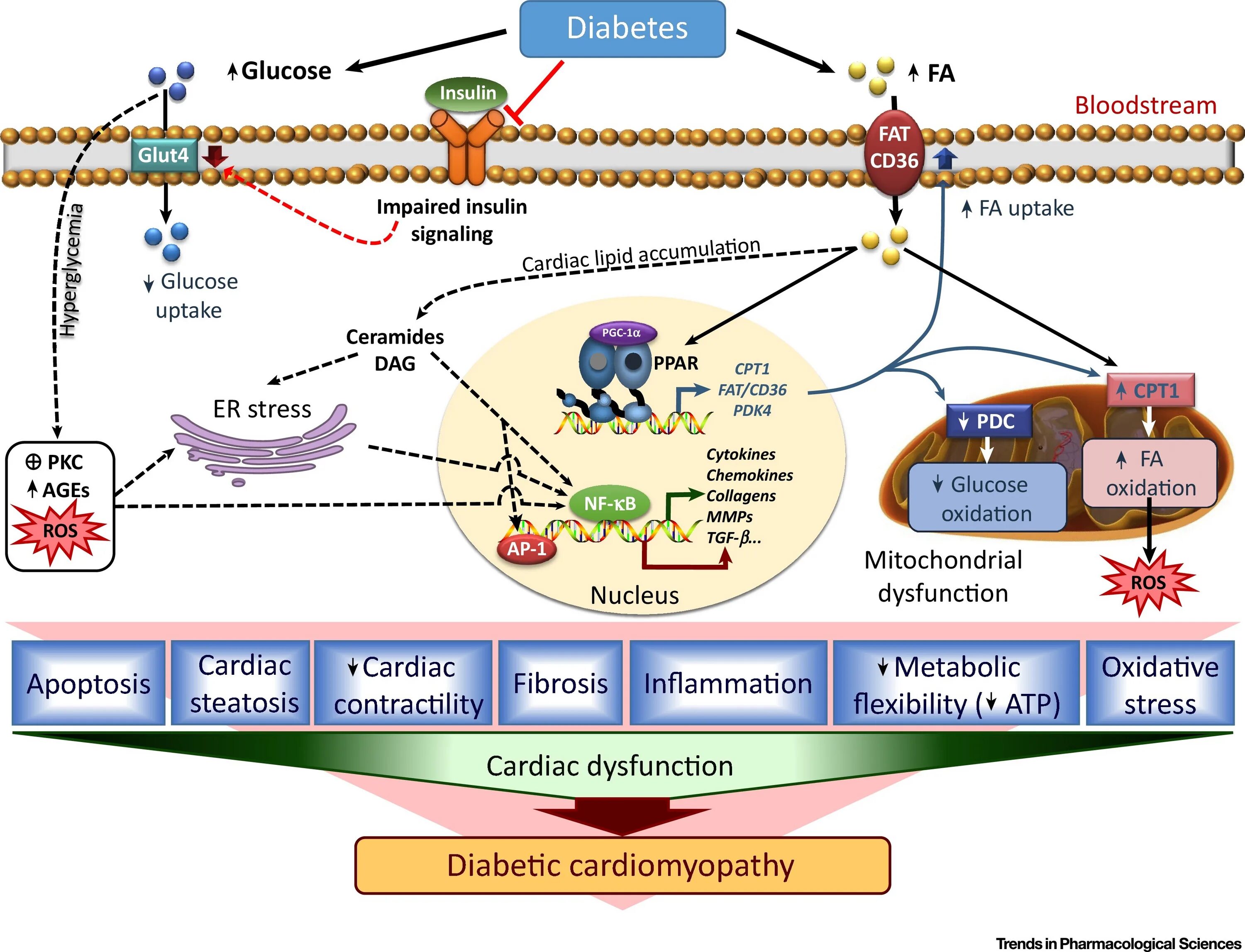 Проджект глют. Проджект глют. Diabetic cardiomyopathy. Glut 2 транспортер. Витамин d и инсулинорезистентность.