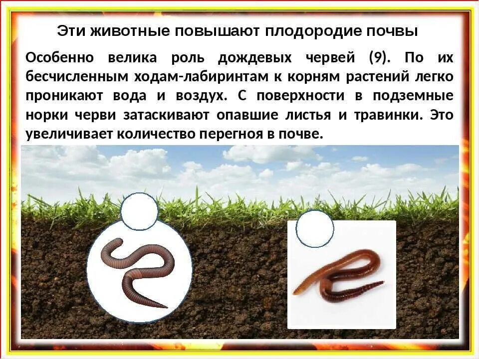 Дождевой червь прямое развитие
