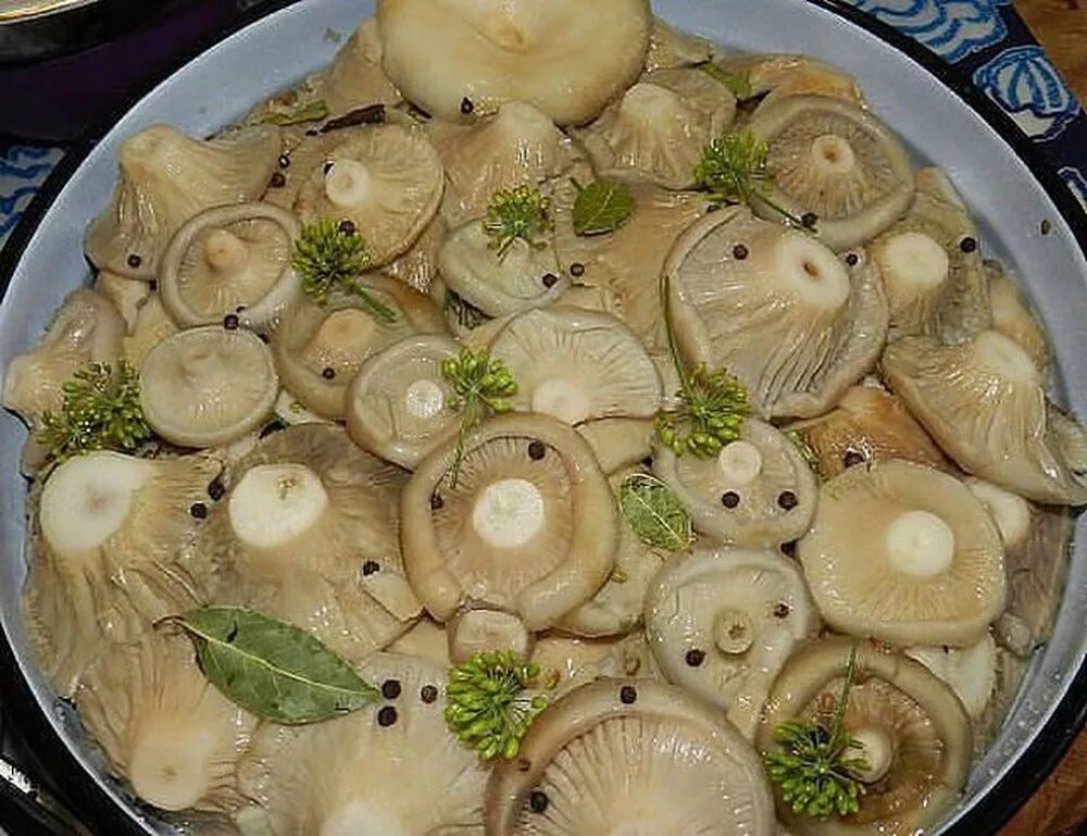 Засолка рецепты с фото. Волнушки грузди соленые. Грибы грузди соленые. Грузди белые солёные. Белый груздь засолка.