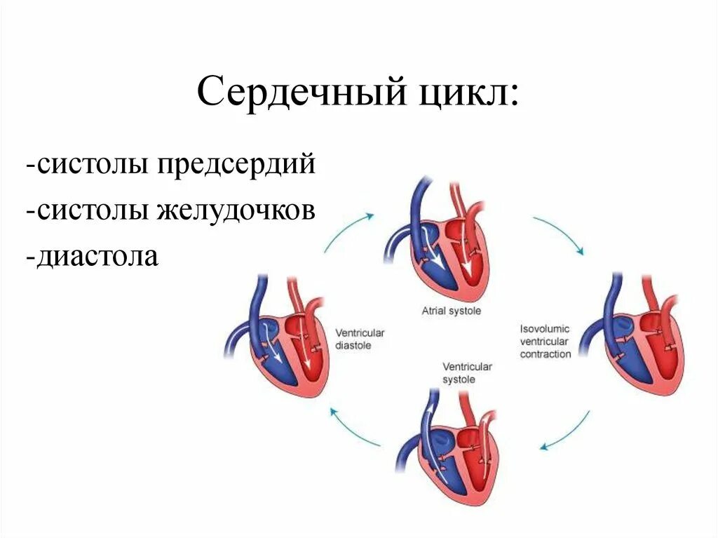 Цикл сердечной деятельности схема. Сердечный цикл.фазы систолы диастолы желудочков. Продолжительность 2 фазы сердечного цикла. Фазы сердечного цикла схема. Сокращение предсердий в сердечном цикле