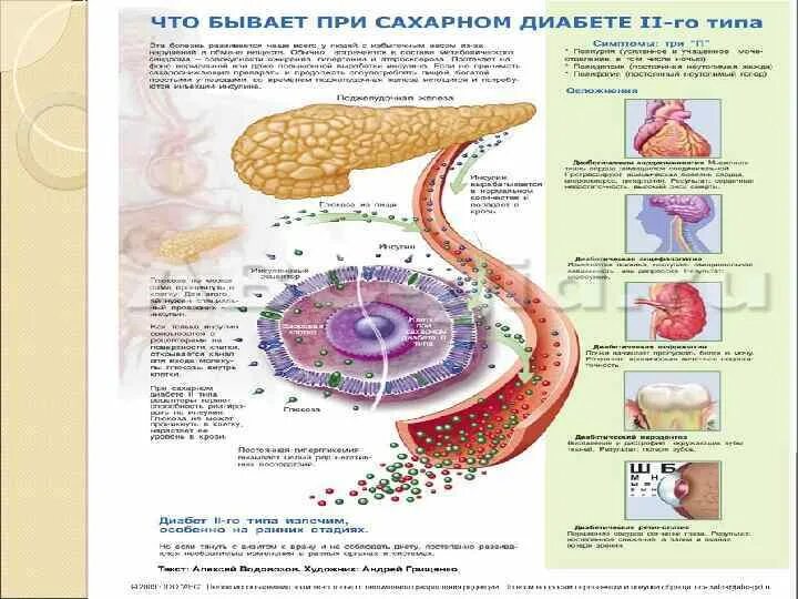 Альфа клетки островков лангерганса. Островки Лангерганса при сахарном диабете 1 типа. Трансплантация островков Лангерганса. Островки Лангерганса под микроскопом. Островок Лангерганса диабет патанатомия.