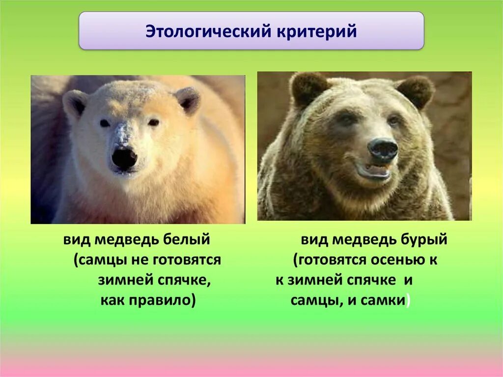 Физиологический бурый медведь. Бурый и белый медведь этологический критерий. Этологический критерий бурого медведя. Этологический критерий белого медведя. Этологический критерий белого медведя и бурого медведя.
