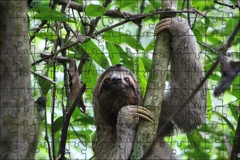 Three toed