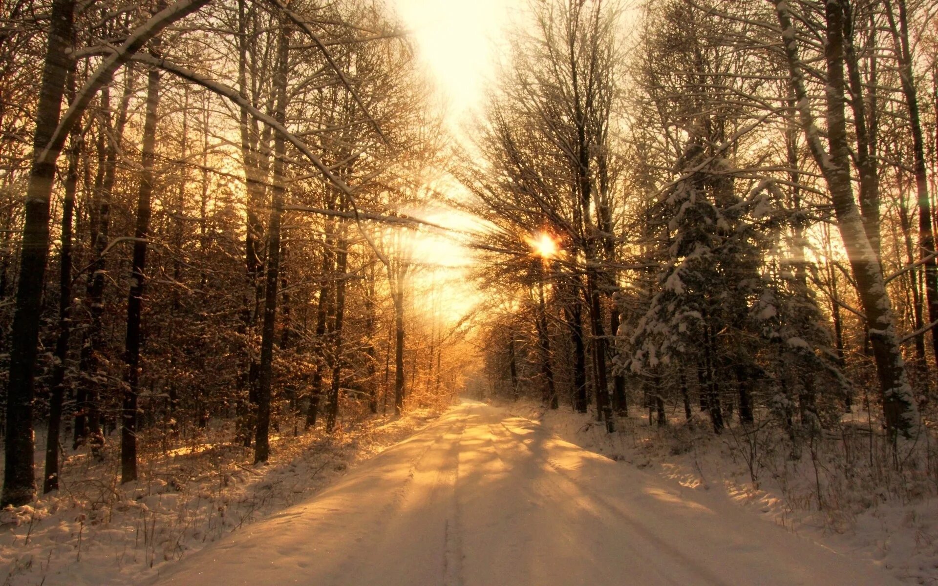 Зимний лес. Зимой в лесу. Заснеженный лес. Зимний лес солнце.