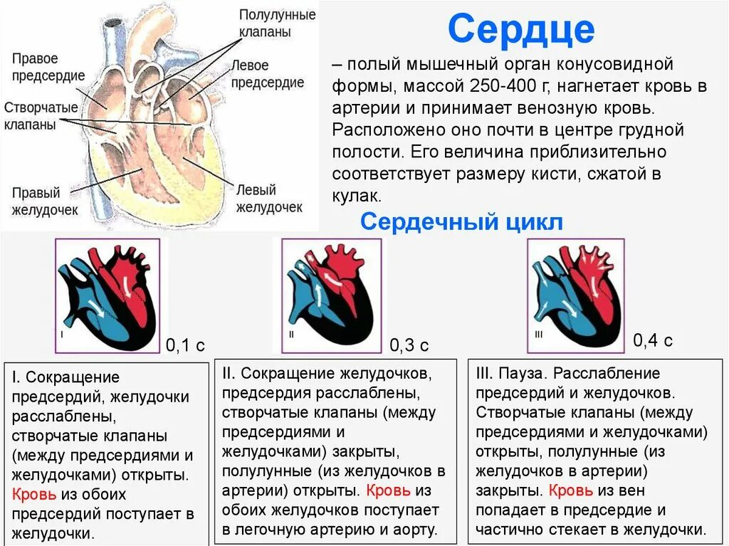 Правый желудочек функции. Строение сердца предсердия и желудочки клапаны. Схема слоев миокарда предсердий и желудочков сердца. Строение желудочков сердца. Функции предсердий желудочков и клапанов сердца.