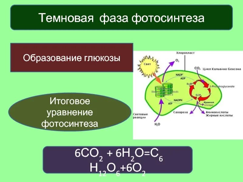 Темновая фаза где