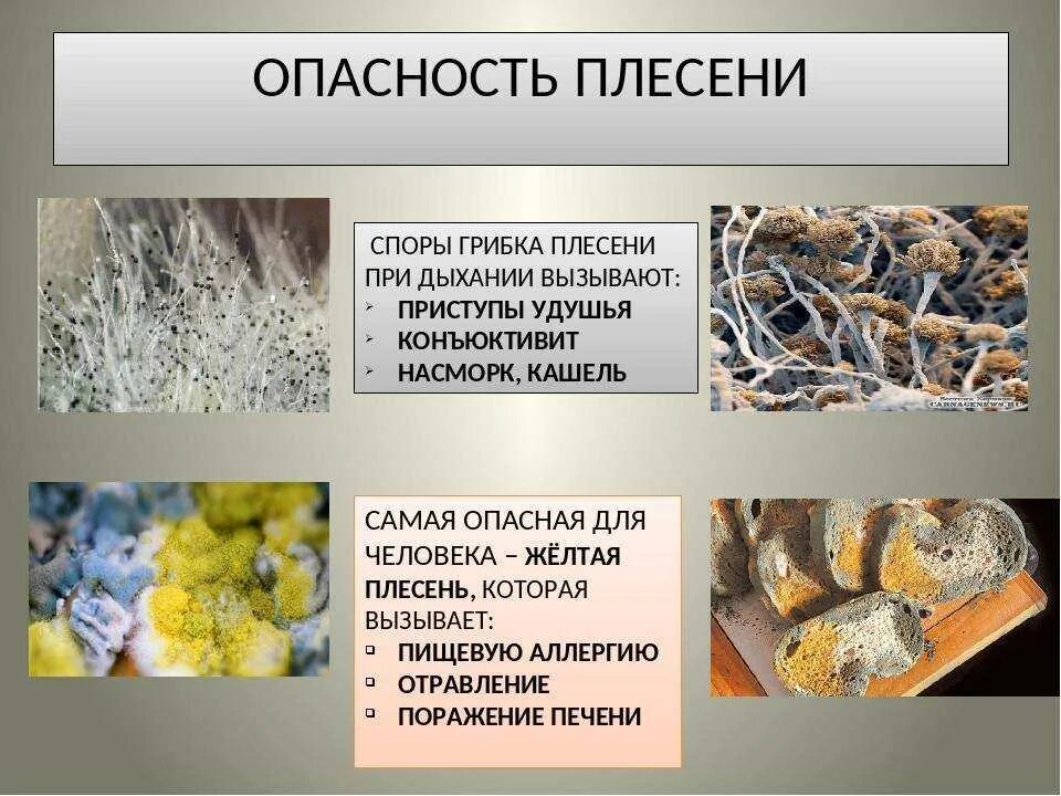 Плесень при какой температуре