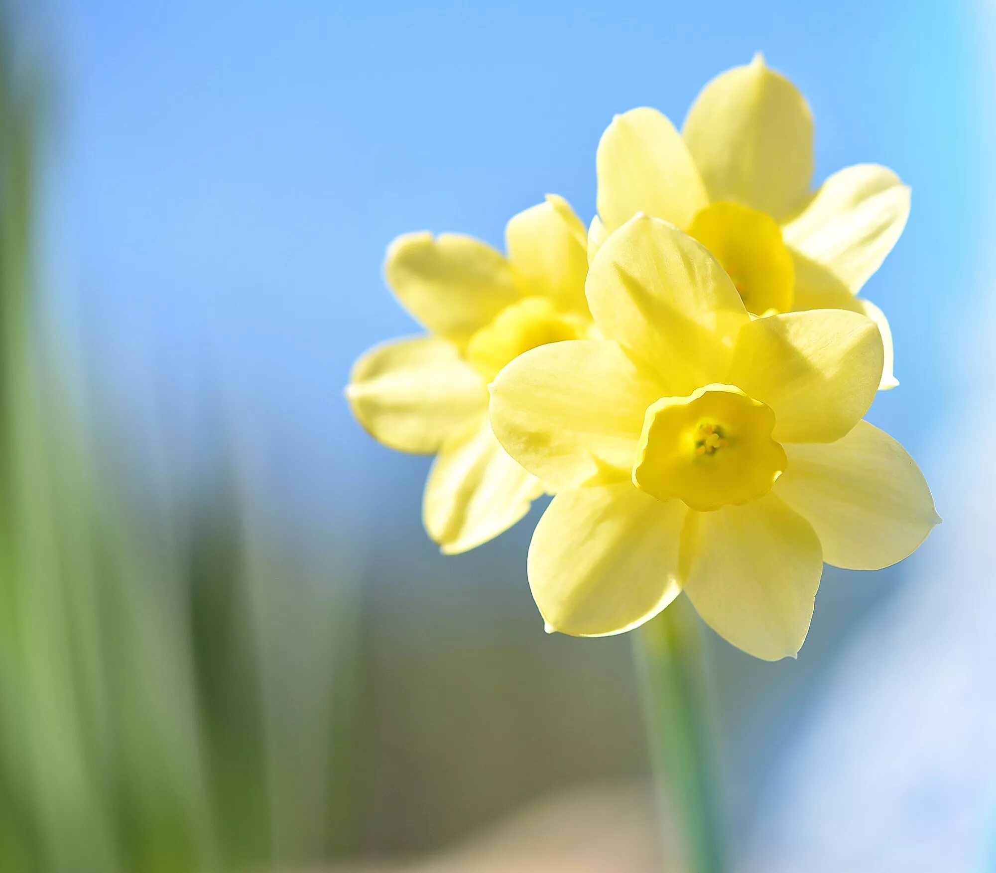 Ранние желтые цветочки. Нарцисс Притти ин Йеллоу. Желтый Нарцисс. Нарцисс зеленая Жемчужина. Нарцисс цветок желтый.