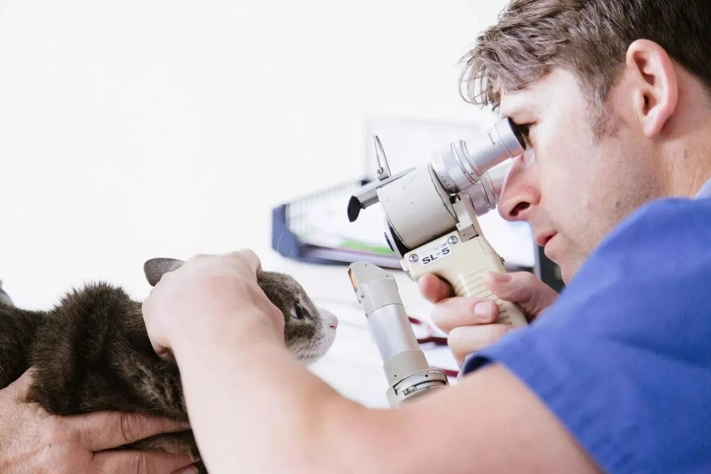 Чем промыть глаз кошке в домашних условиях. Ветеринарный офтальмолог. Офтальмоскопия у животных. Ветеринар офтальмолог для животных.