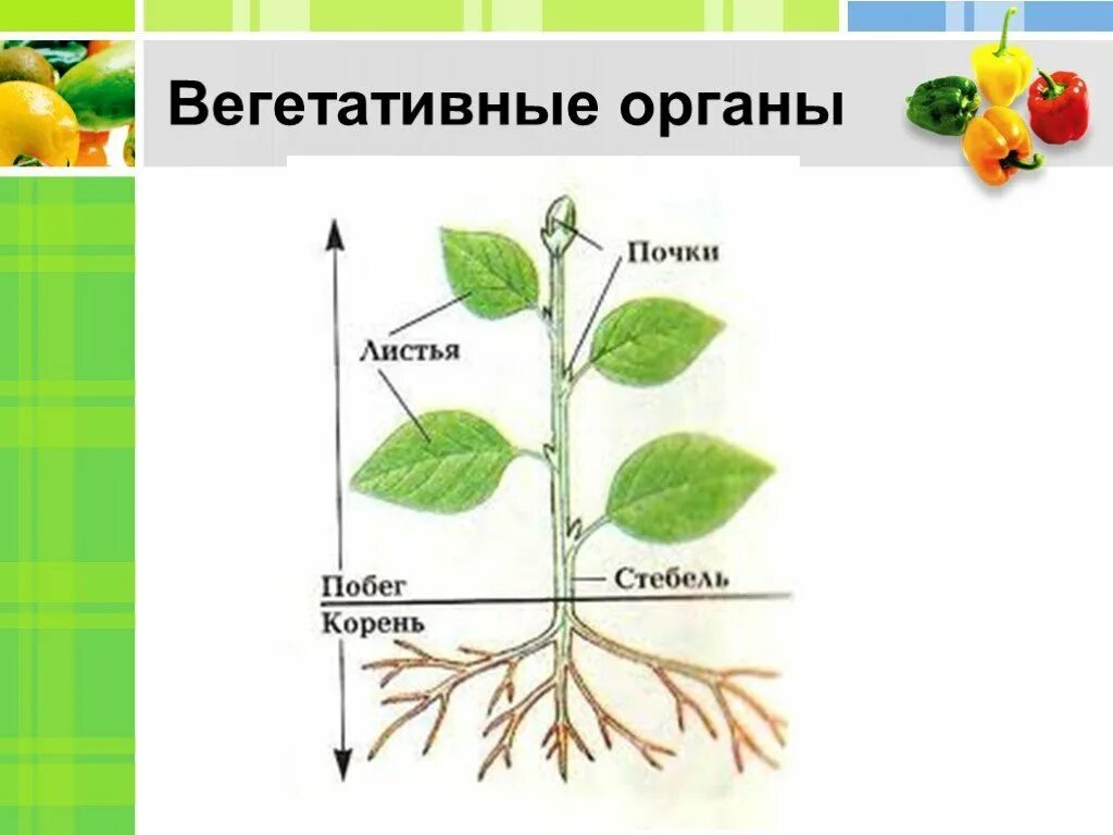 Вегетативный орган растения рисунок