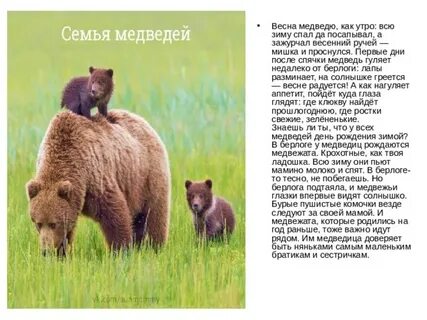 Рассказ о жизни животных весной